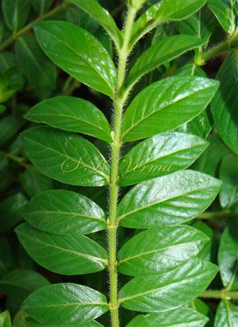  Leaves